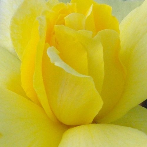 Szkółka róż - róża pnąca climber - żółty  - Rosa  Golden Showers® - róża ze średnio intensywnym zapachem - Dr. Walter Edward Lammerts - Znosi gorszą ziemię i półcień. Przycinaniem można hodować także krzewy, jako climber wymaga mniejszego przycinania.
